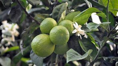 Citrus aurantium